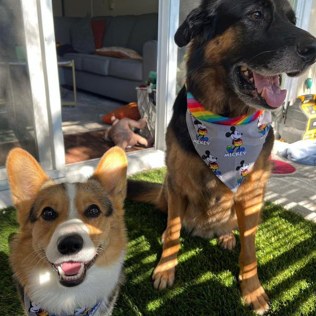 Mickey PRIDE Bandana - Reversible - Jersey Border Collars