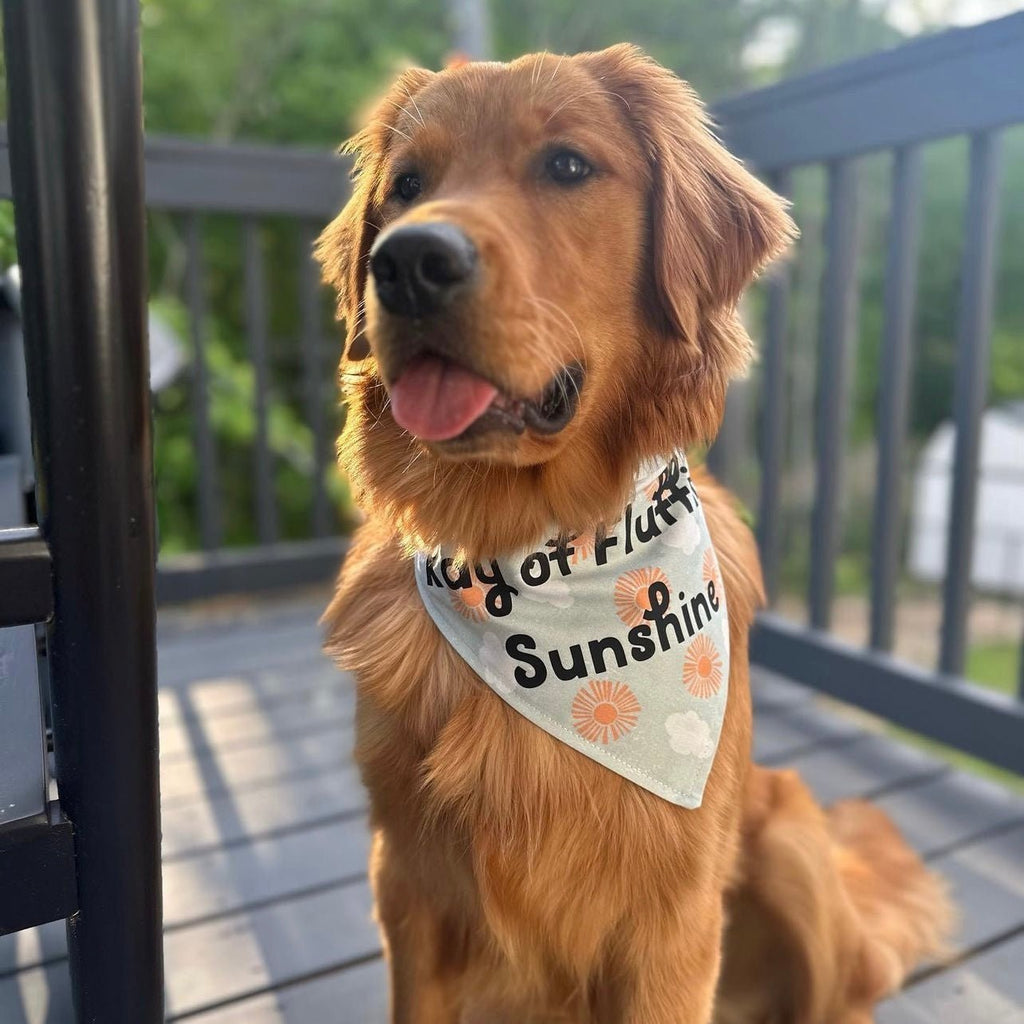 Ray of Fluffing Sunshine Bandana - Jersey Border Collars