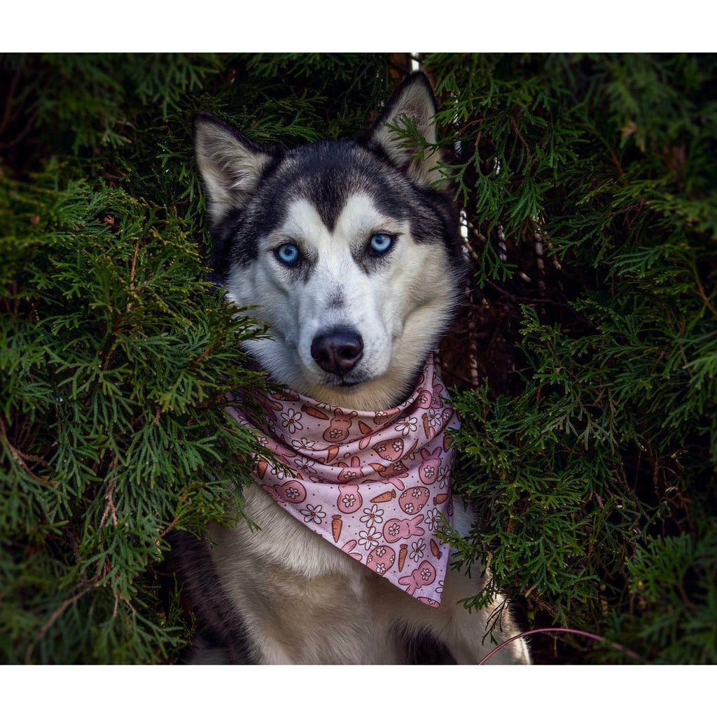 Pink Honey Bunny Bandana - Jersey Border Collars