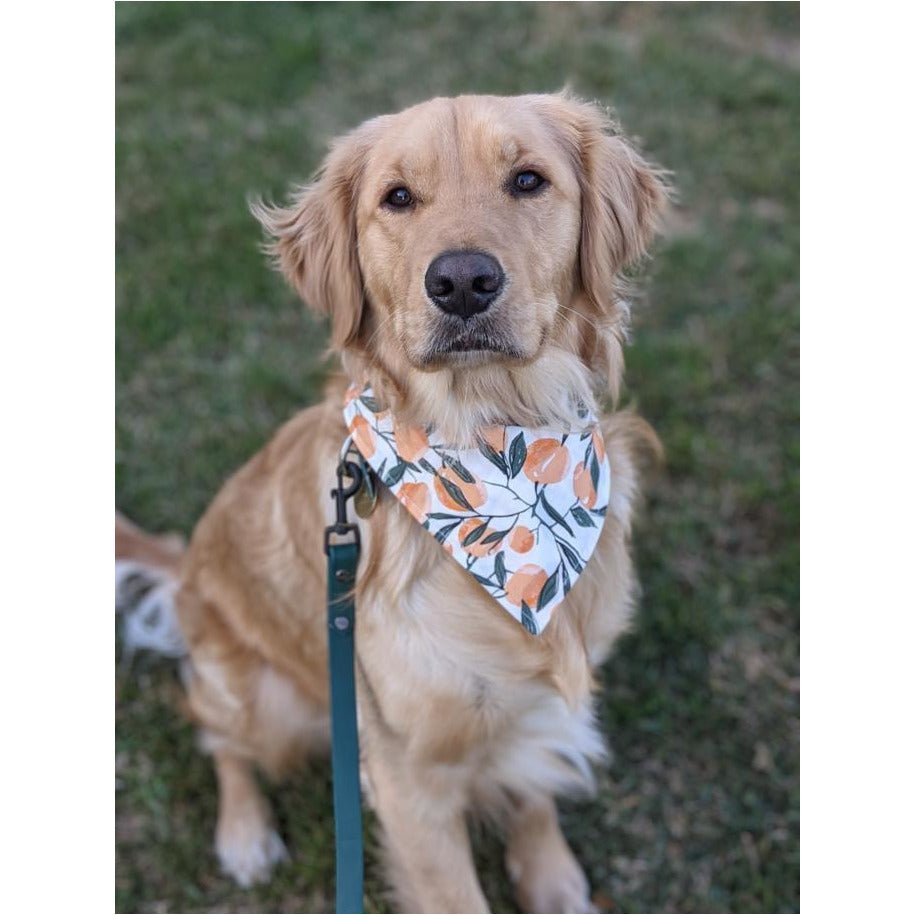 Orange Orchard Bandana - Jersey Border Collars