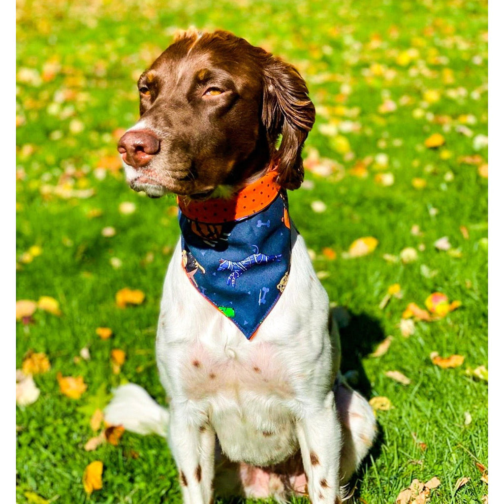 Halloween Dog Costume Bandana - Reversible - Jersey Border Collars