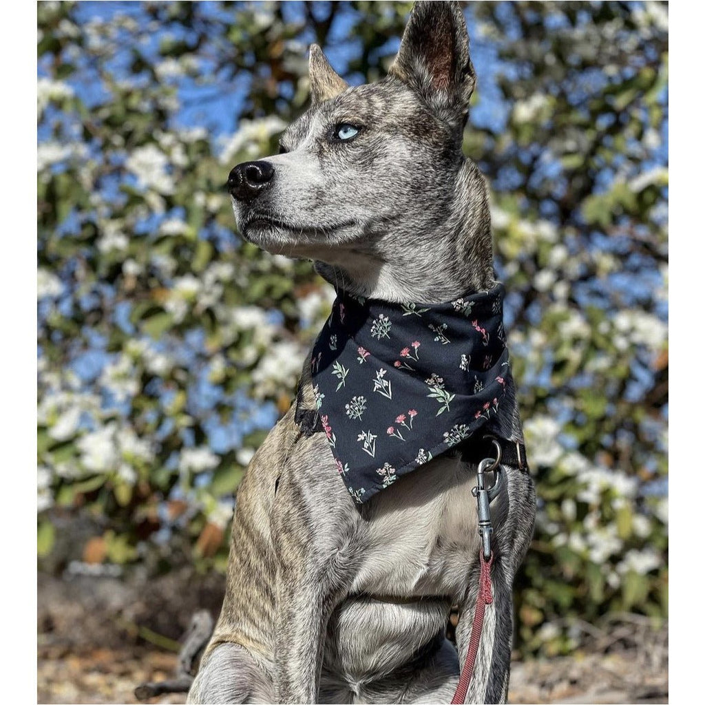 Black Flowers Bandana - Jersey Border Collars