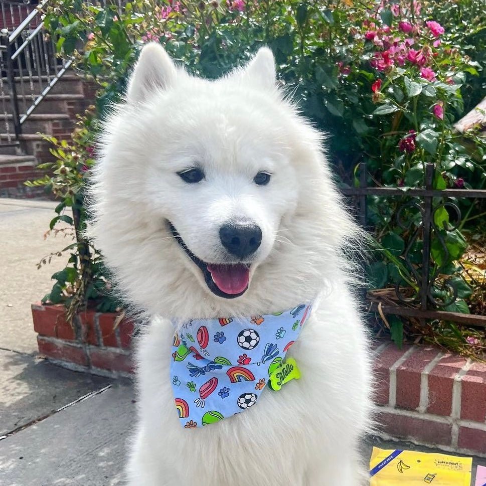 Cassie's Blue Remembrance Bandana - Jersey Border Collars