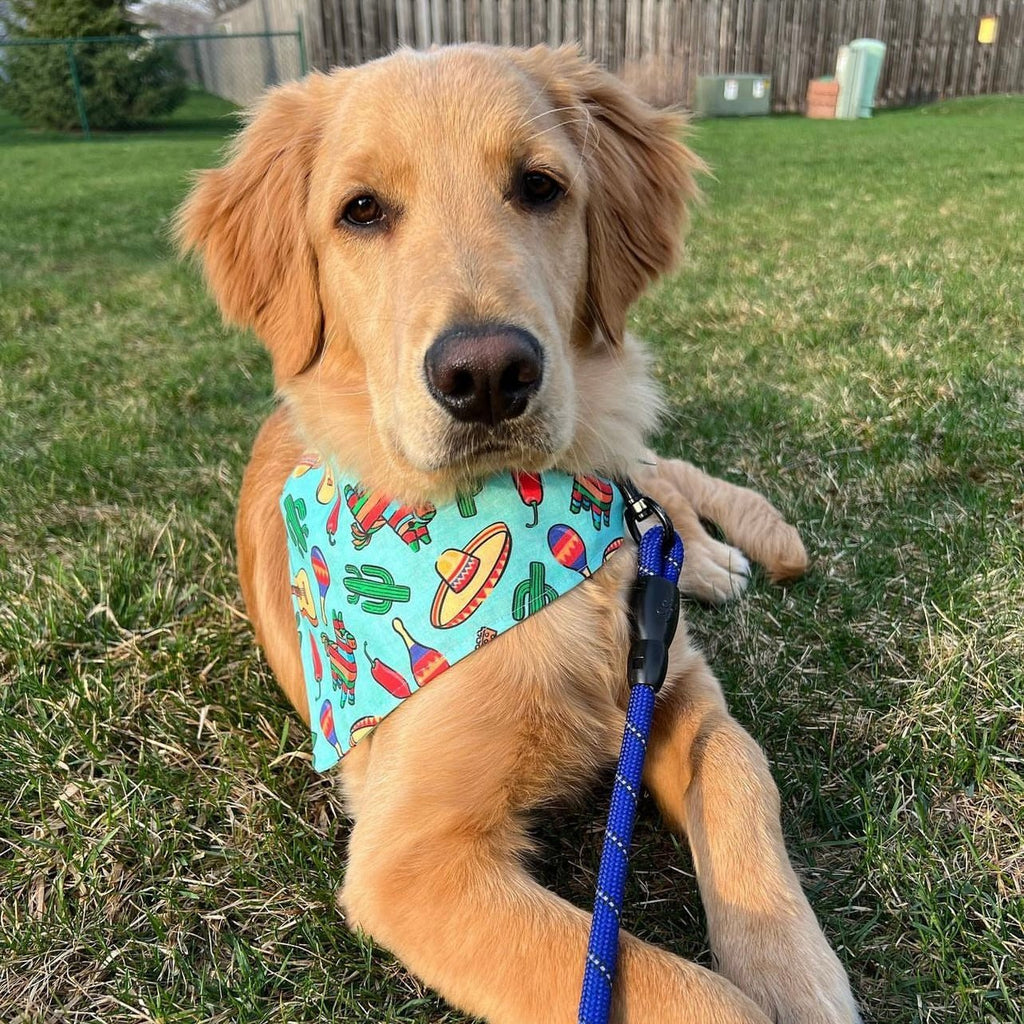 Fiesta Bandana - Jersey Border Collars