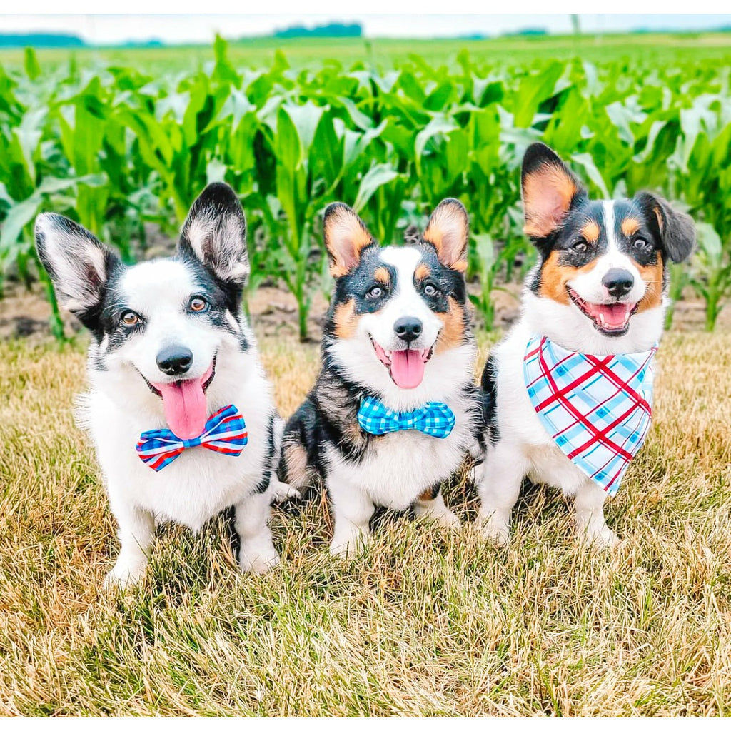 Red White & Bark Bandana - Reversible - Jersey Border Collars