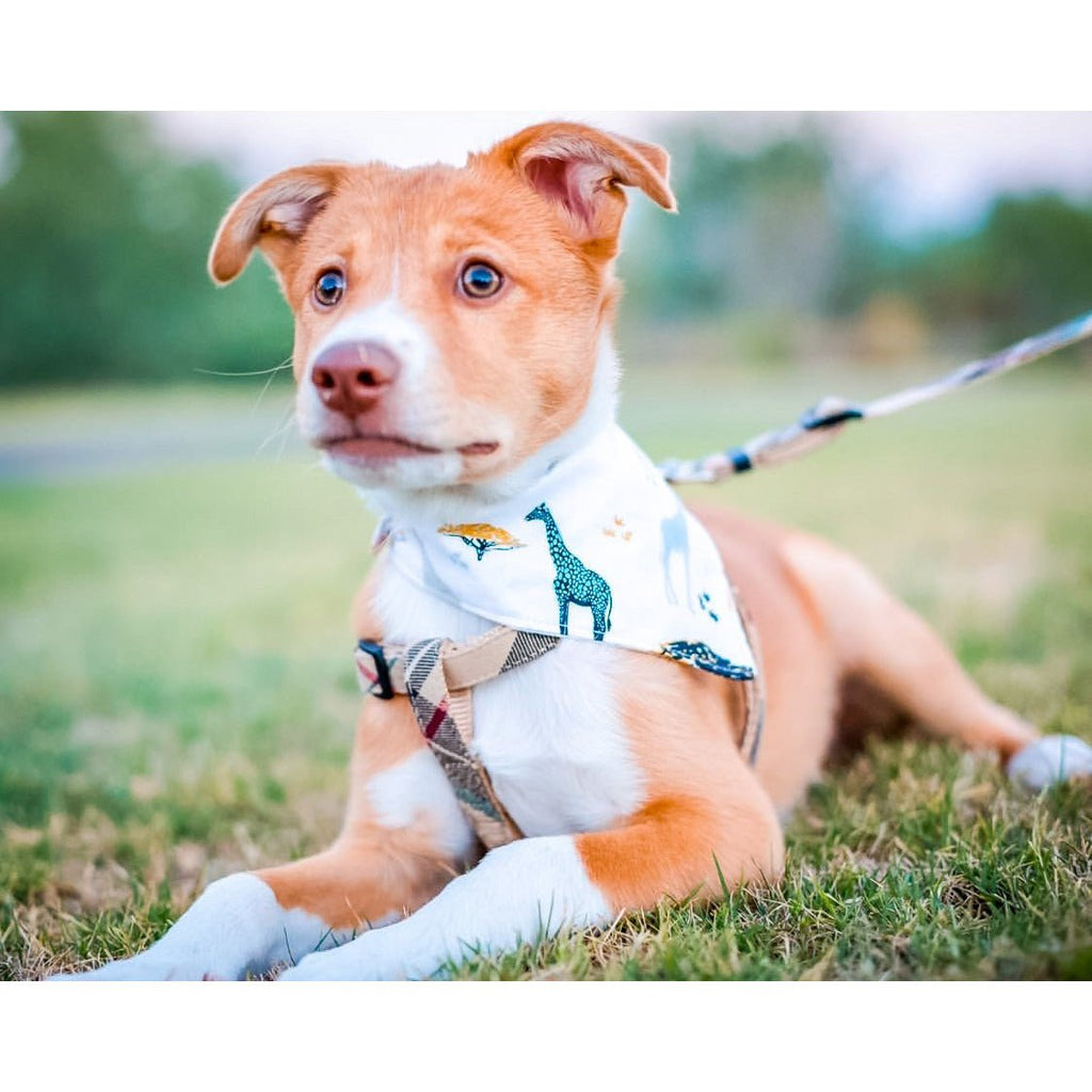 Safari Dreams Bandanna - Jersey Border Collars