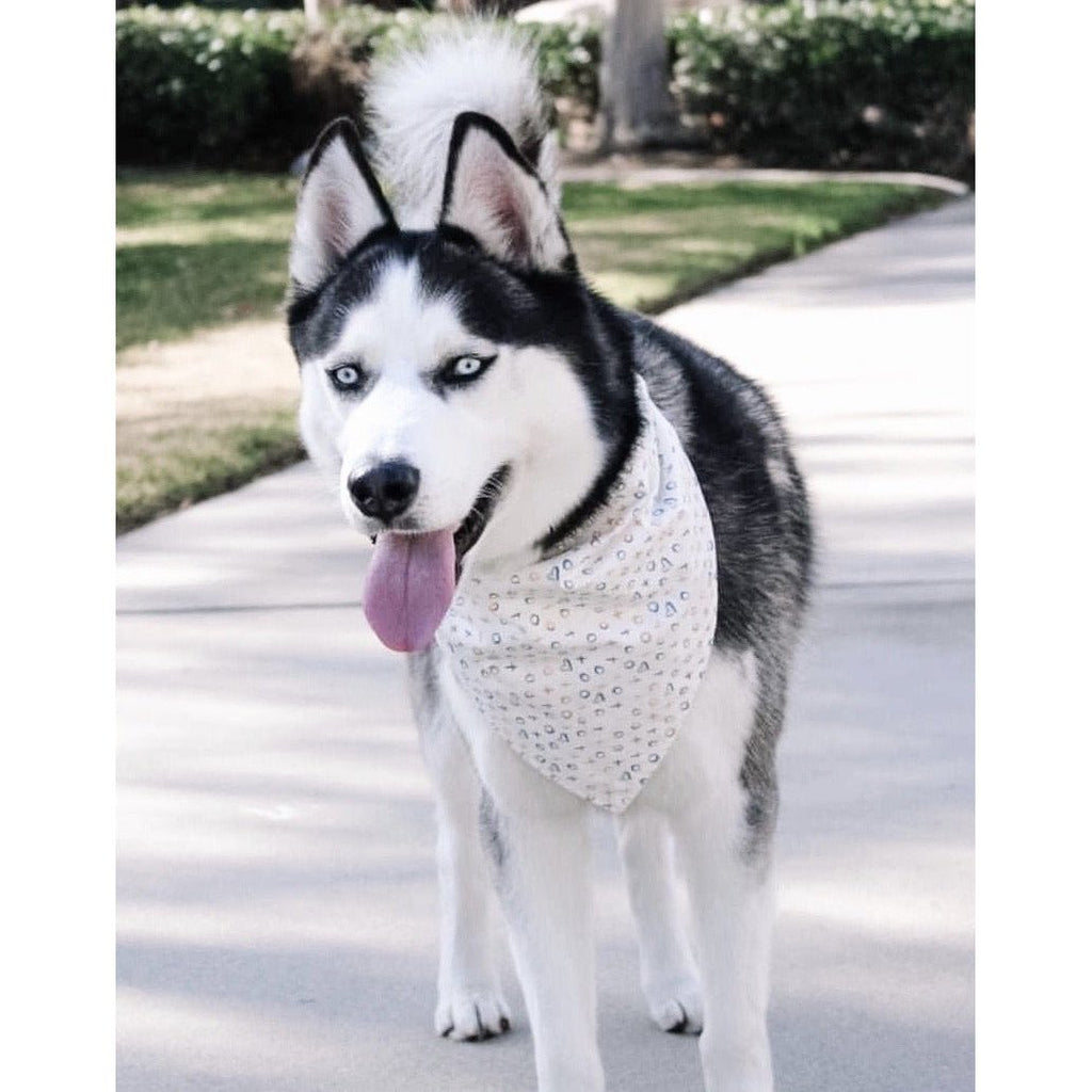 White / Blue XOXO Bandana - Jersey Border Collars