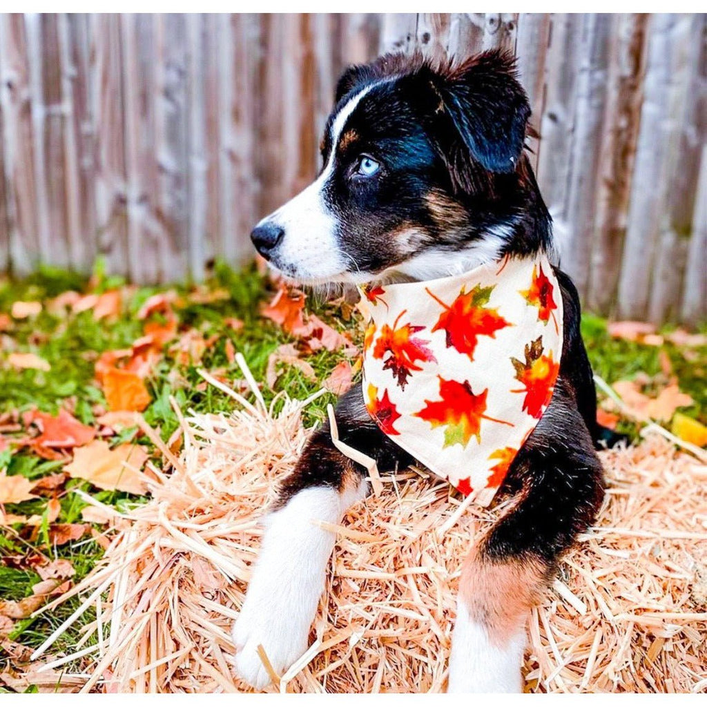 Autumn Foliage / Green Polka - dot Bandana - Reversible - Jersey Border Collars