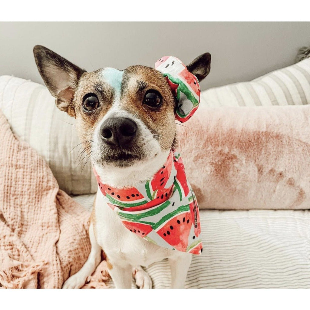 Watermelon Bandana - Jersey Border Collars