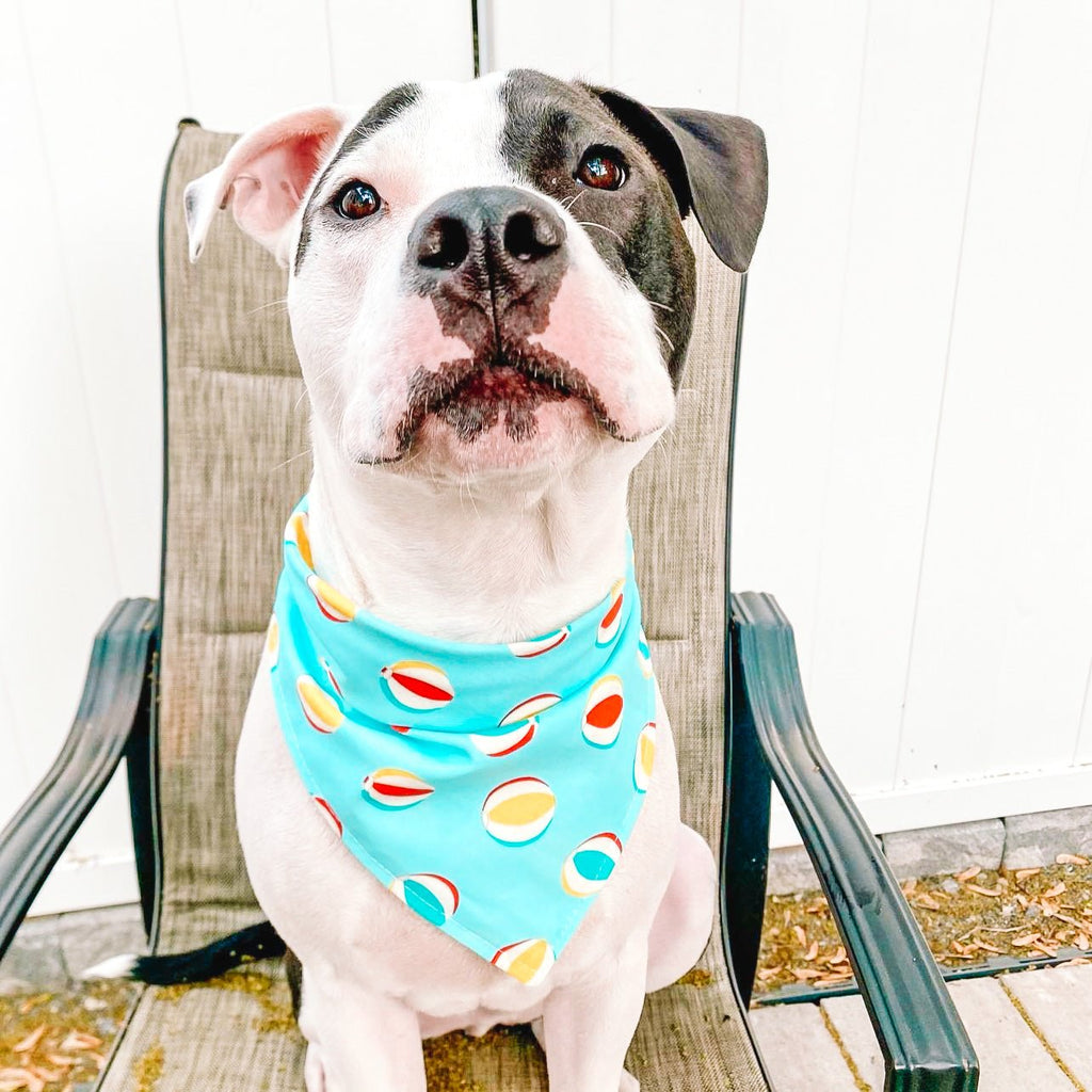 Beach Ball Bandana - Jersey Border Collars