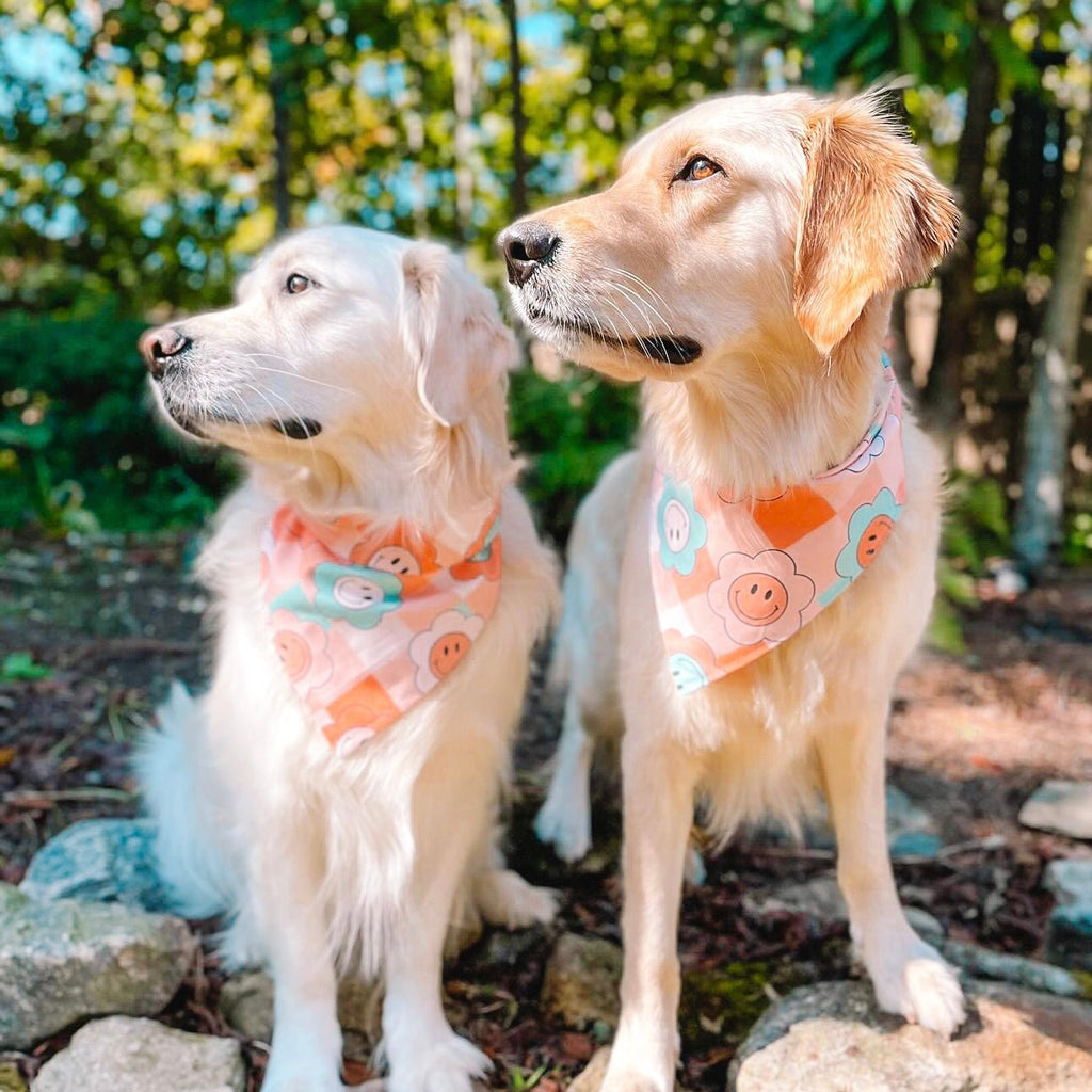 Groovy Flower Power Bandana - Jersey Border Collars