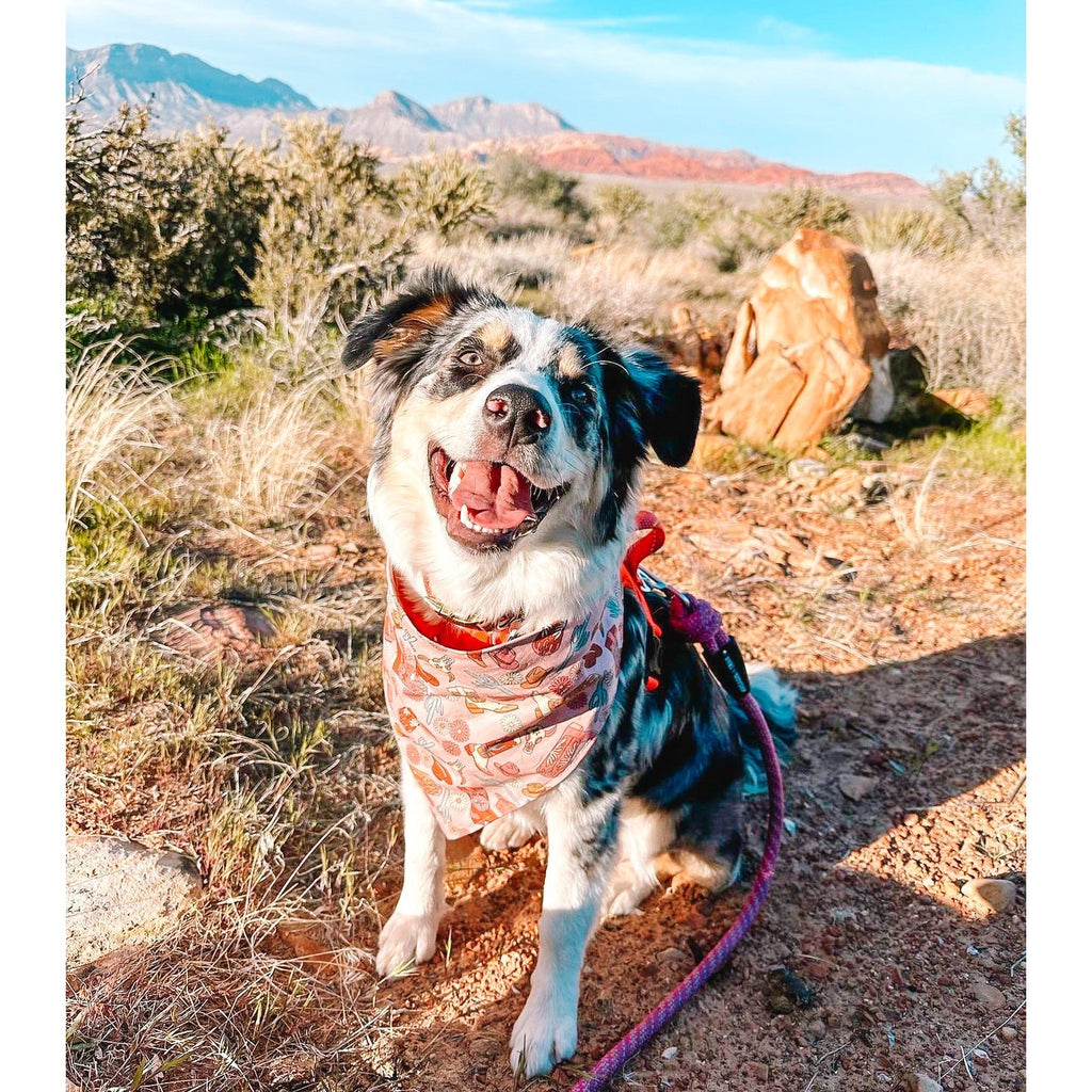 Western Babe Bandana - Jersey Border Collars