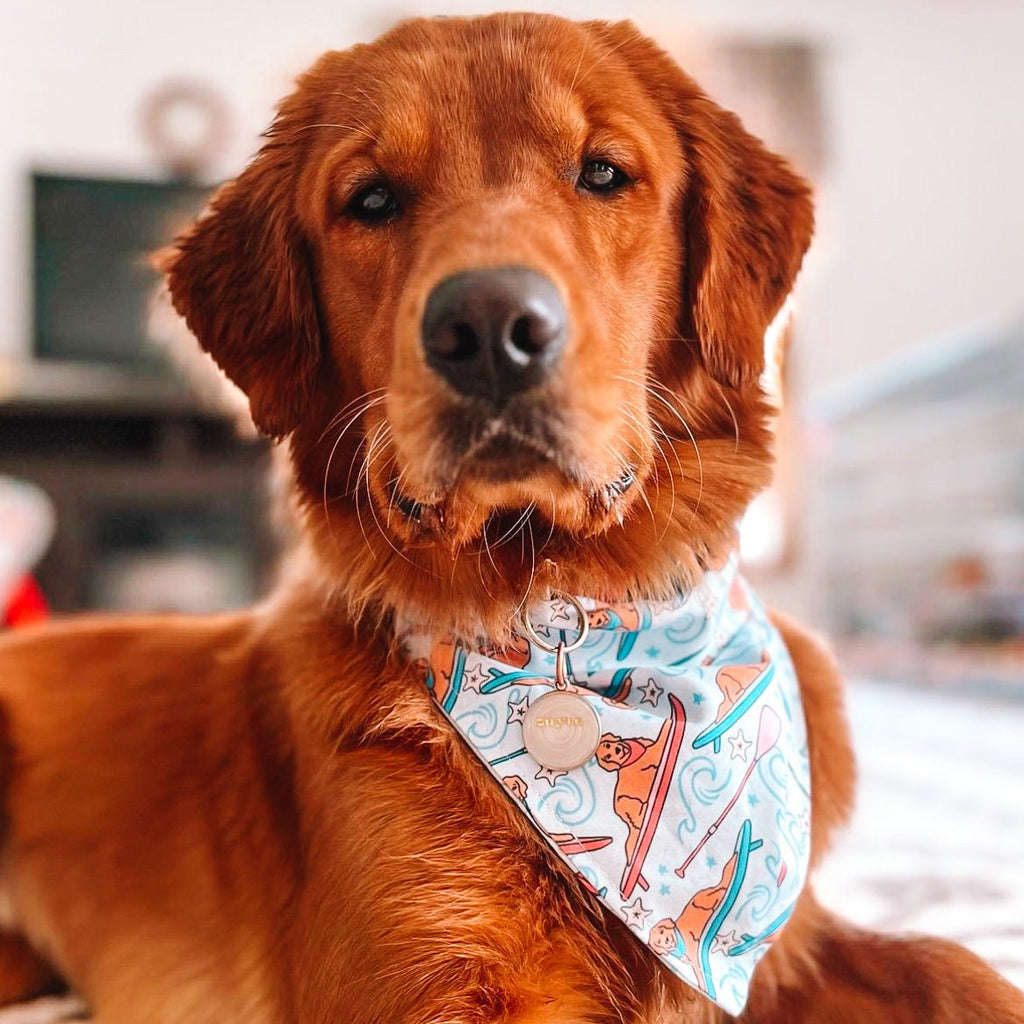 Golden Surf Boards Bandana - Jersey Border Collars