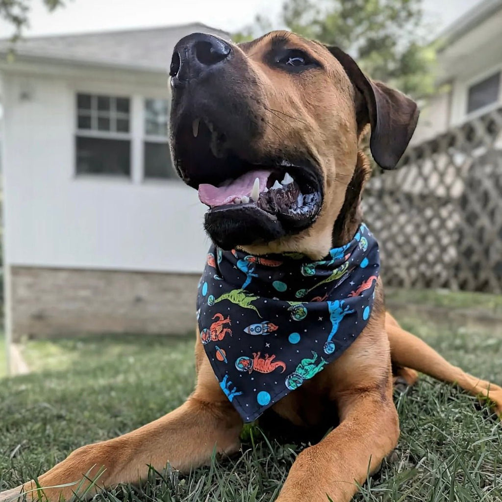 Space Dinos Bandana - Jersey Border Collars