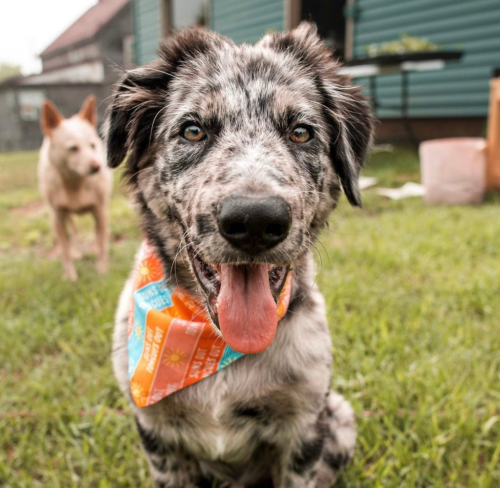 Suns Out Tongues Out Bandana - Jersey Border Collars