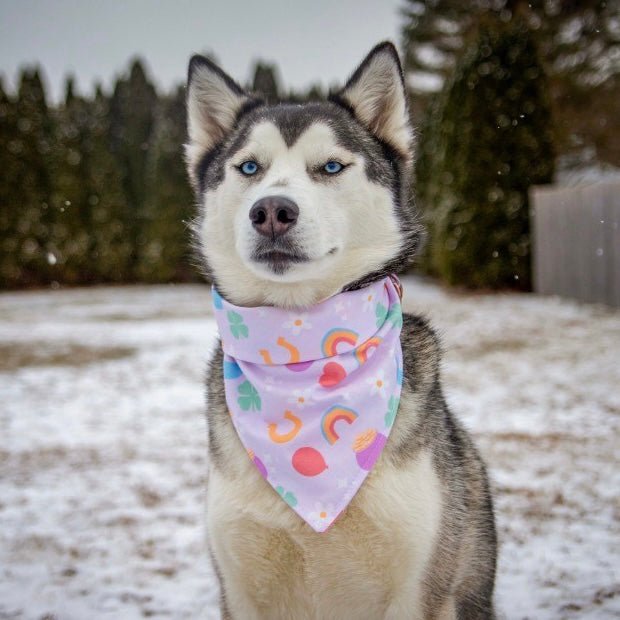 Purple Feeling Lucky Bandana - Jersey Border Collars