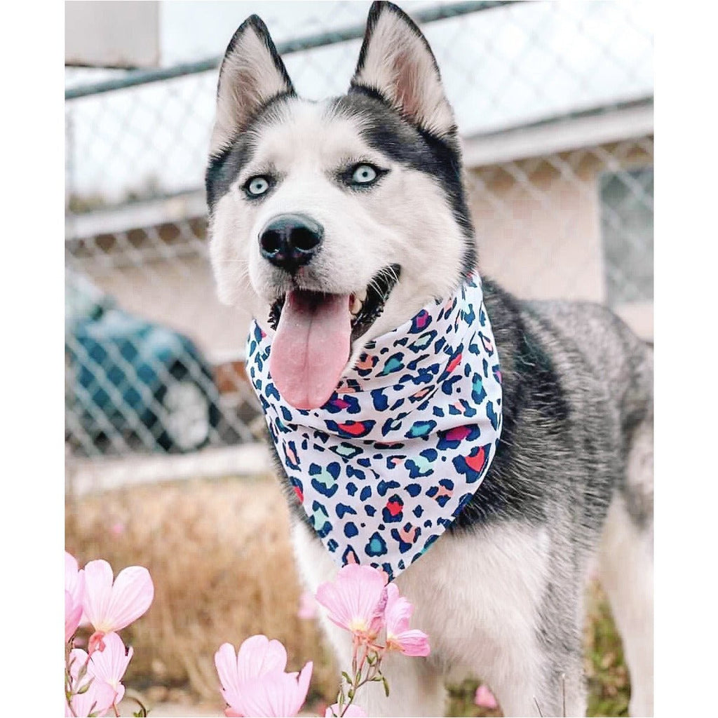 Snow Leopard Bandana - Jersey Border Collars