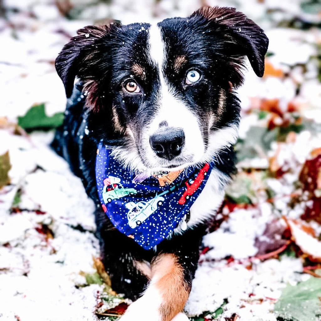 XMAS Cars Bandana - Jersey Border Collars