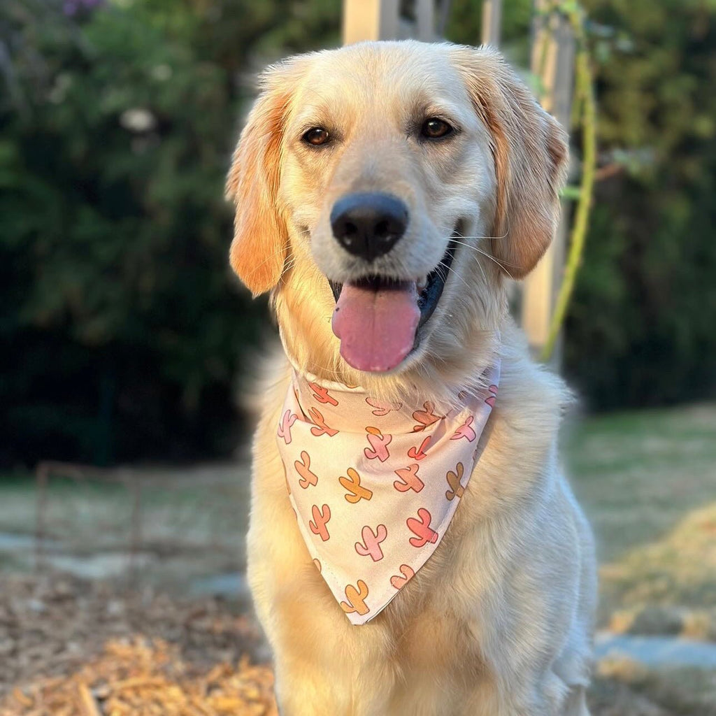 On Point Bandana - Jersey Border Collars