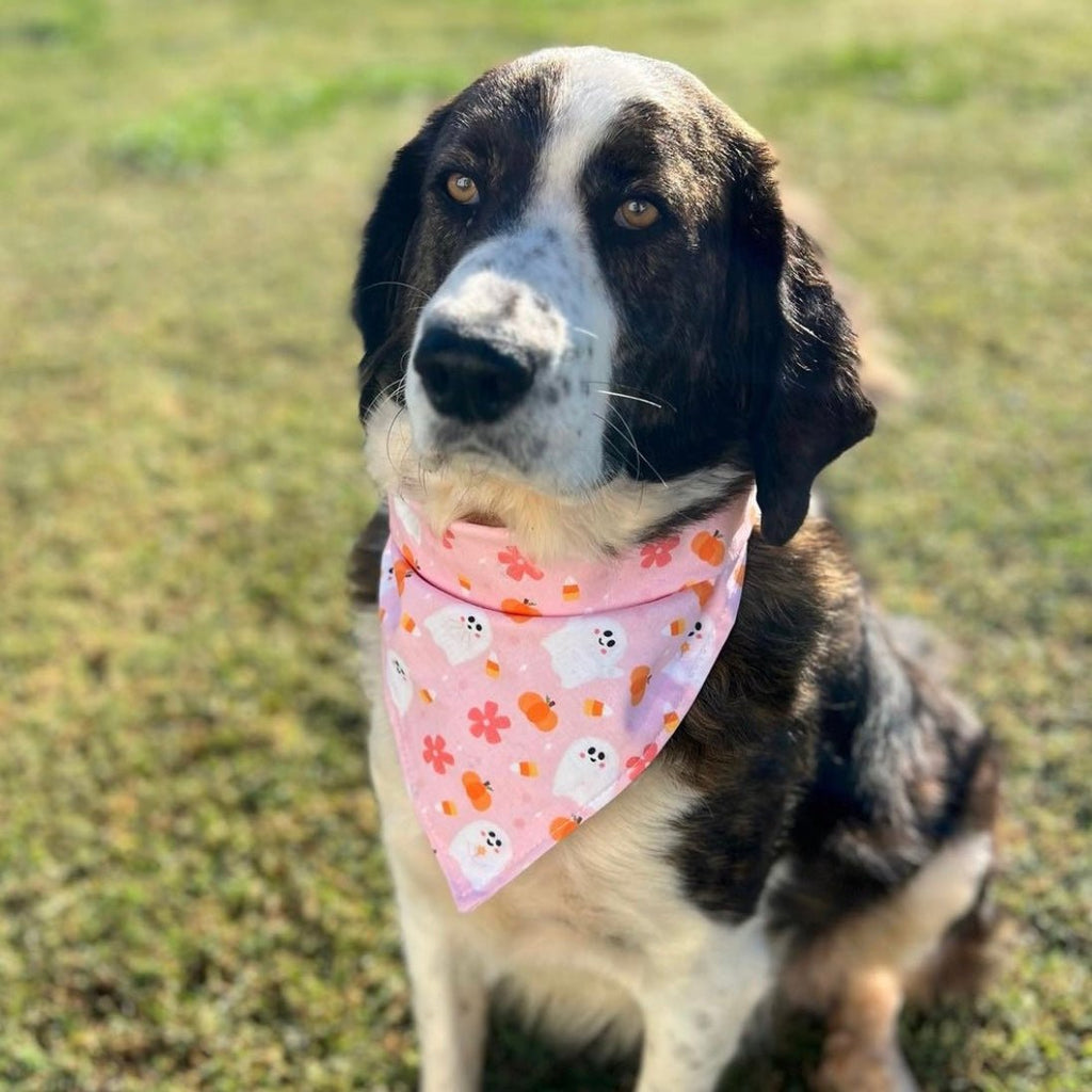 Corny Ghosts Bandana - Jersey Border Collars