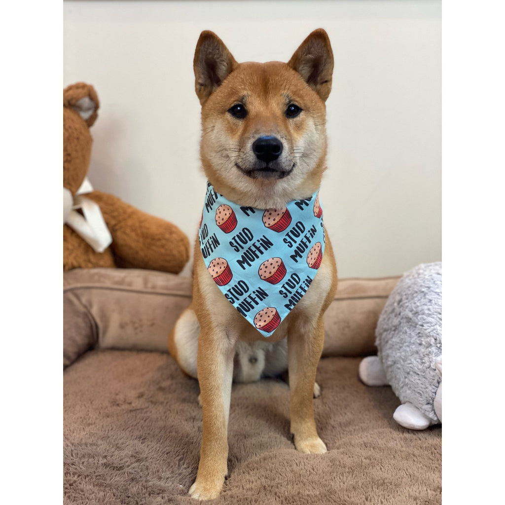 Stud Muffin / Black Stardust Bandana - Reversible - Jersey Border Collars