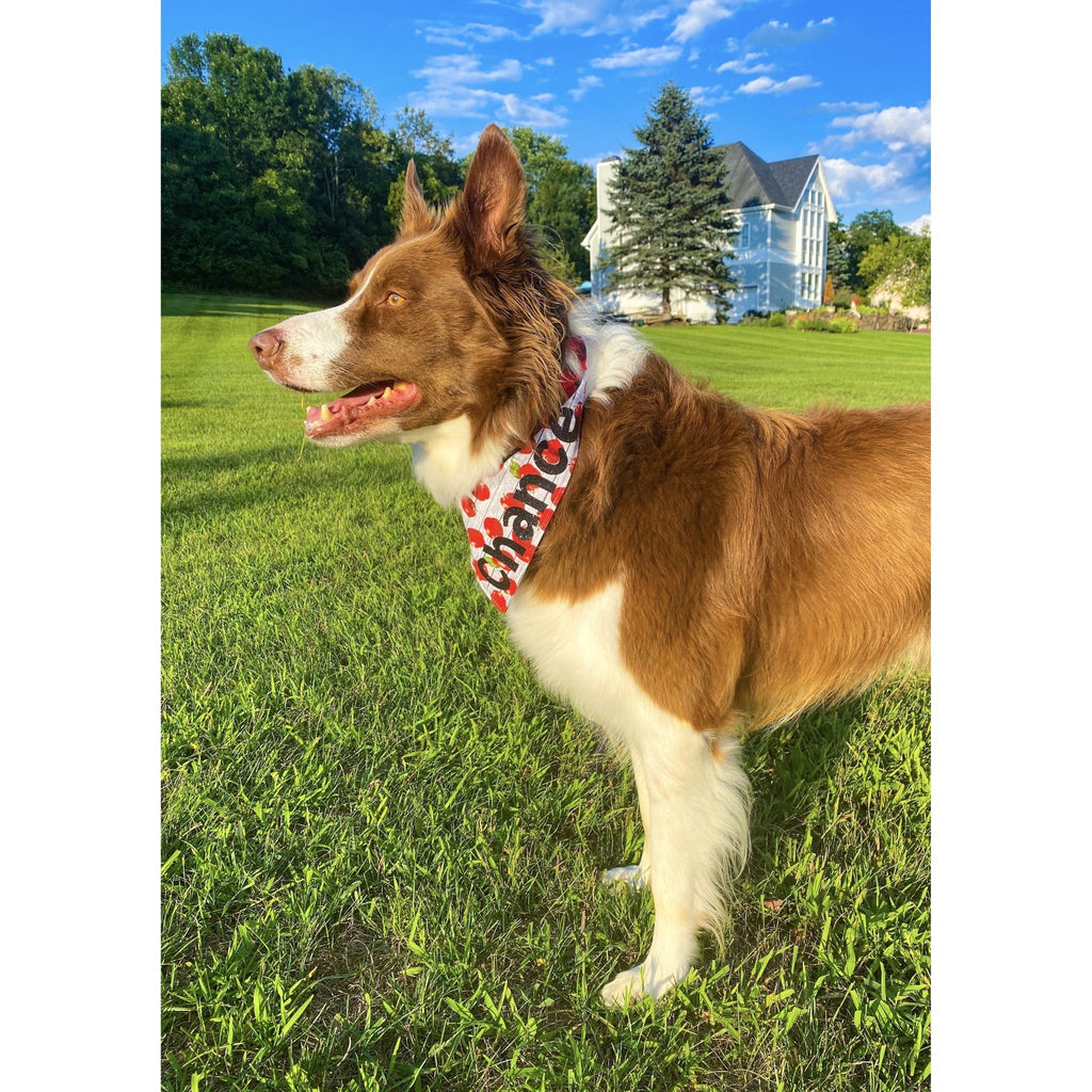 Apple Plaid Bandana - Reversible - Jersey Border Collars