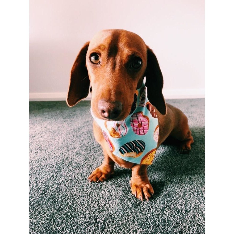 Donuts Dog Bandanna - Jersey Border Collars