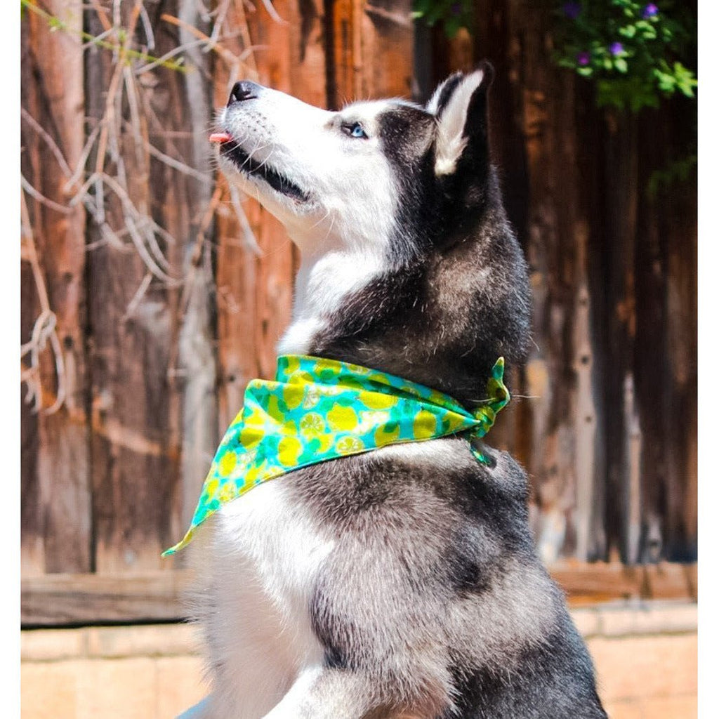 Limeade Dog Bandanna - Jersey Border Collars