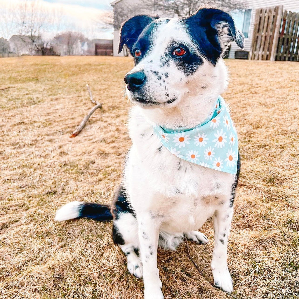 Daisy Bandana - Jersey Border Collars