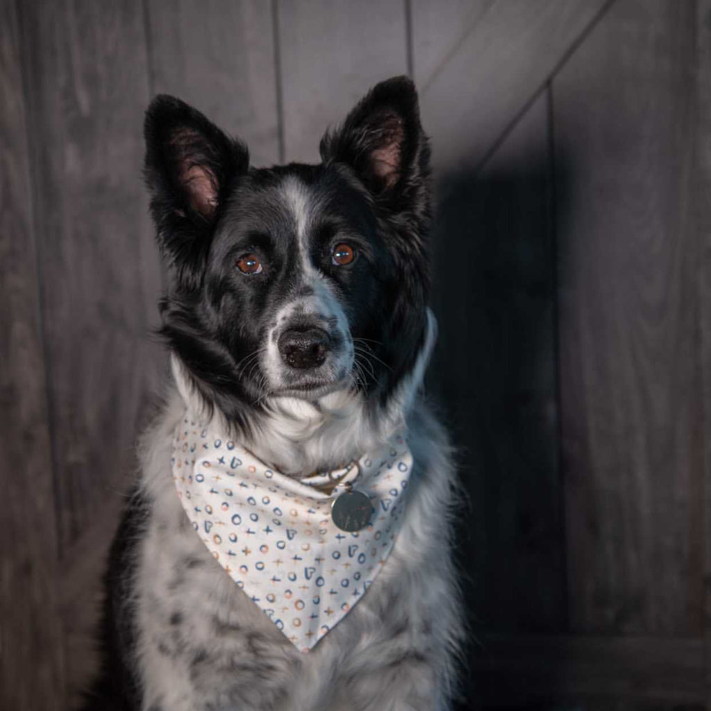 White / Blue XOXO Bandana - Jersey Border Collars