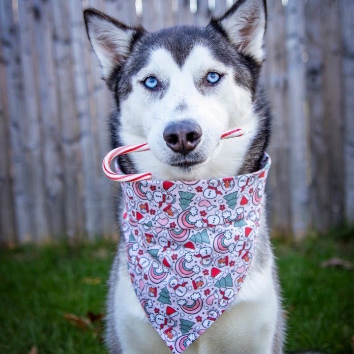 Boho Pink Christmas Bandana - Jersey Border Collars