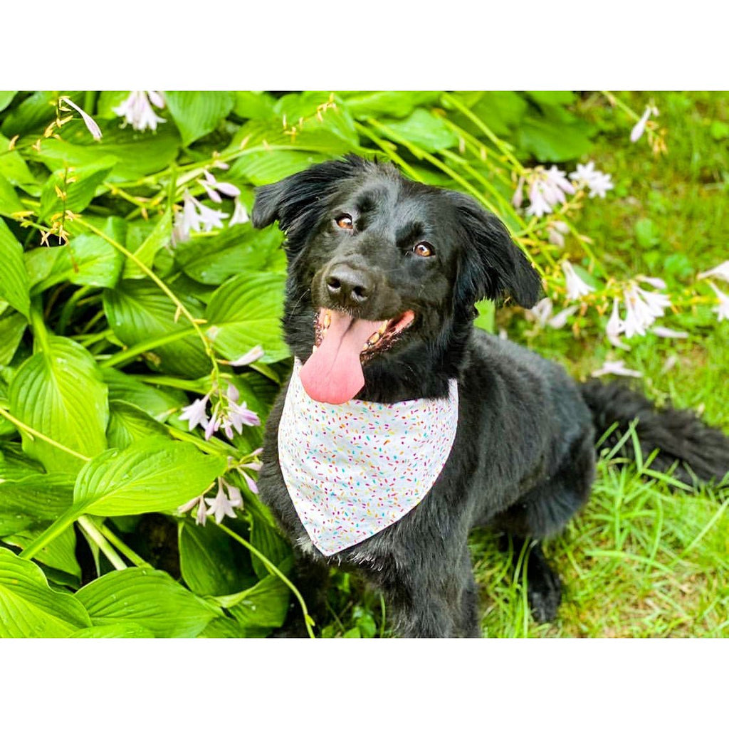 Sprinkle Bandana - Jersey Border Collars