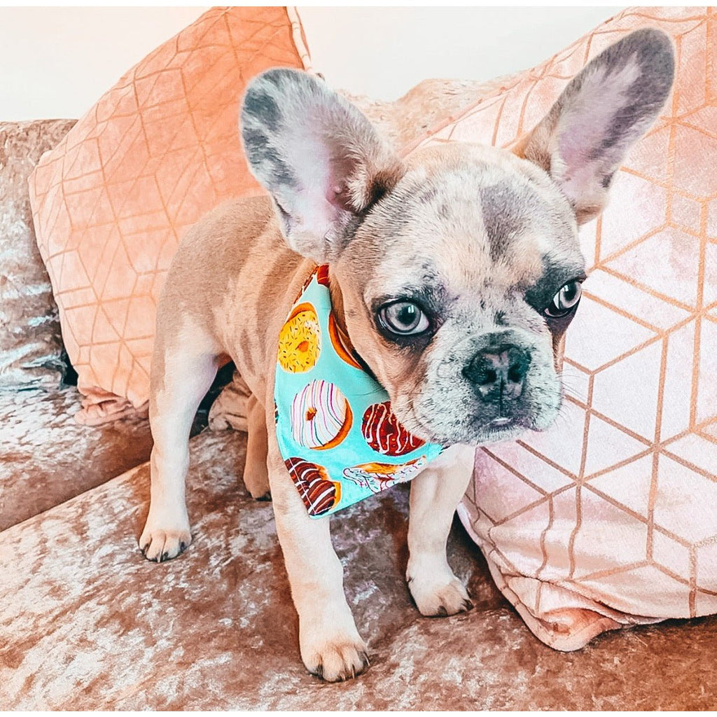 Donuts Dog Bandanna - Jersey Border Collars