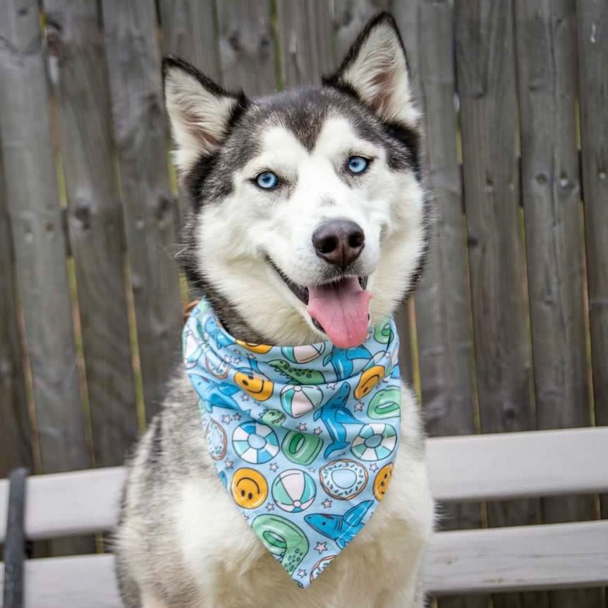 Shark & Dino Pool Floaties Bandana - Jersey Border Collars