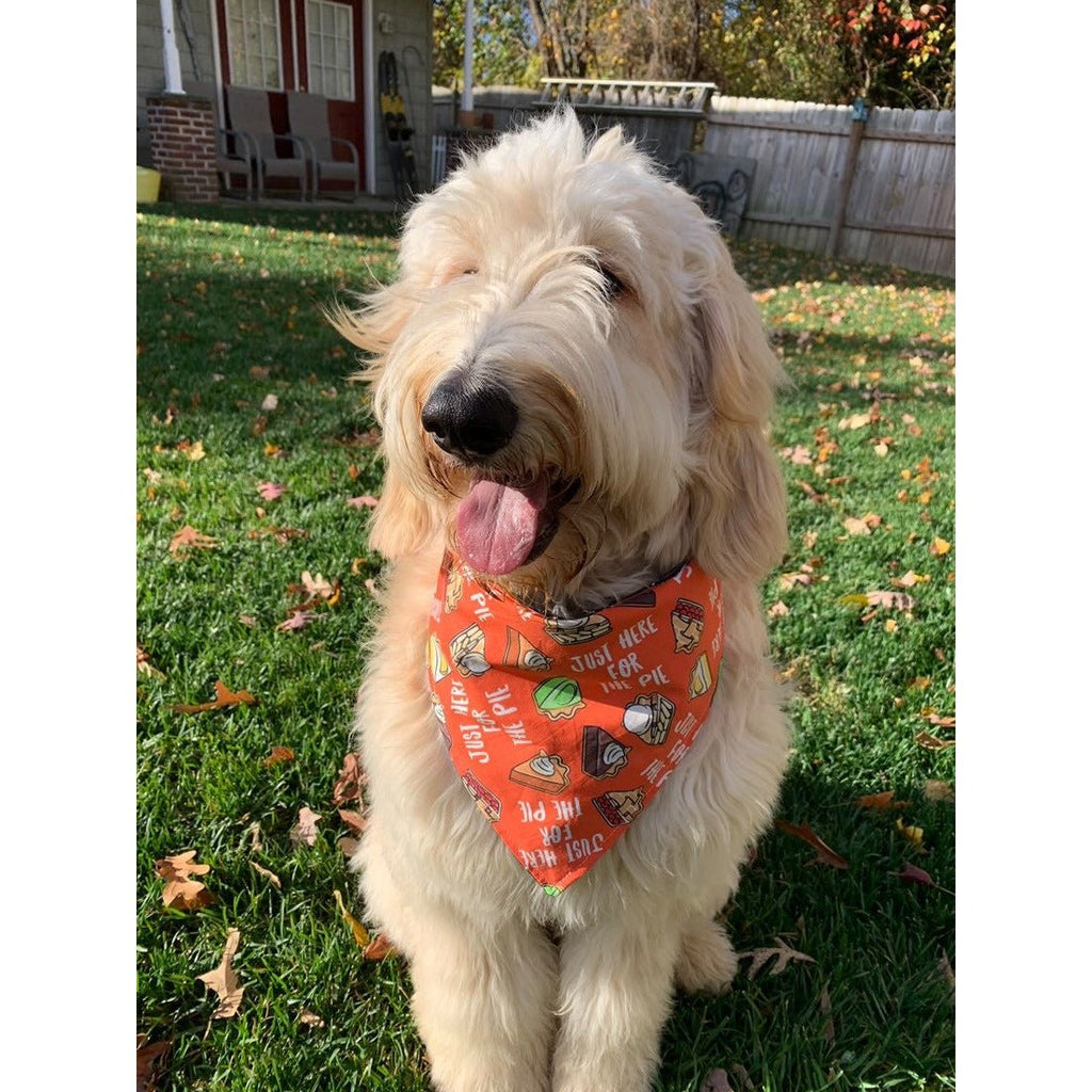 Just Here For The Pie Bandana - Reversible - Jersey Border Collars