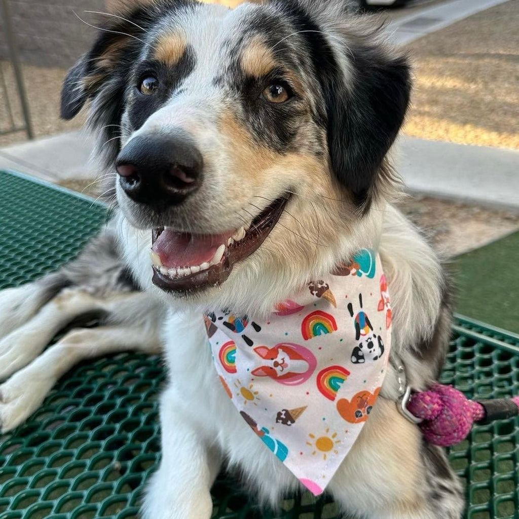 It's A Pool Pawty Bandana - Jersey Border Collars