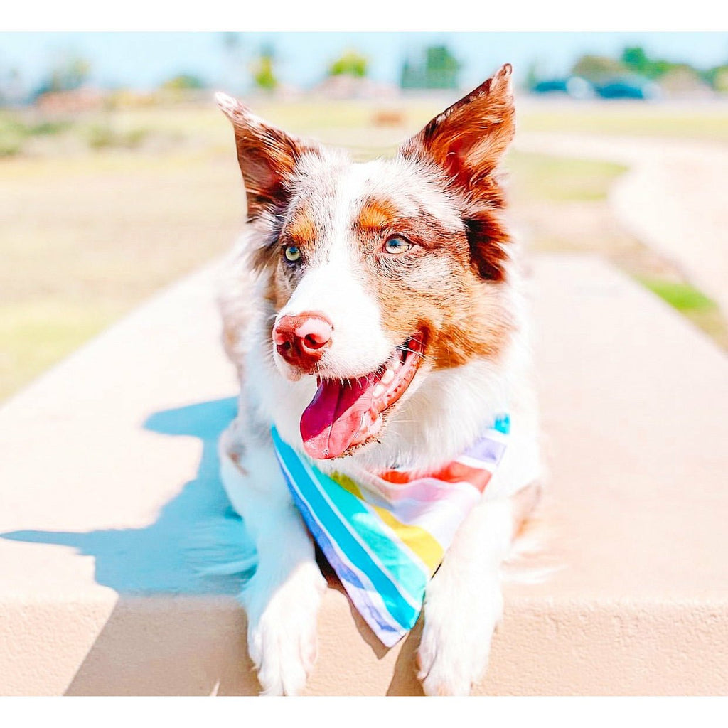 Rainbow Stripes Bandana - Jersey Border Collars