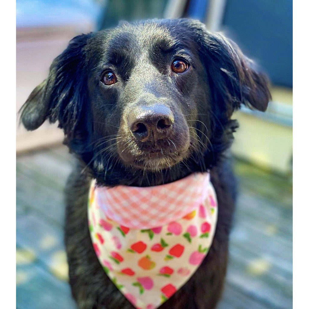 Apple Orchard Plaid Bandana - Reversible - Jersey Border Collars