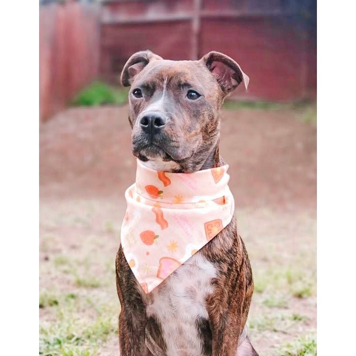 Jasper's Thanks A Brunch Fundraiser Bandana - Jersey Border Collars