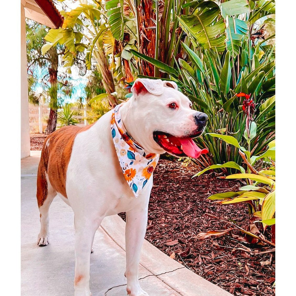 Sunflowers & Cream Bandana - Jersey Border Collars