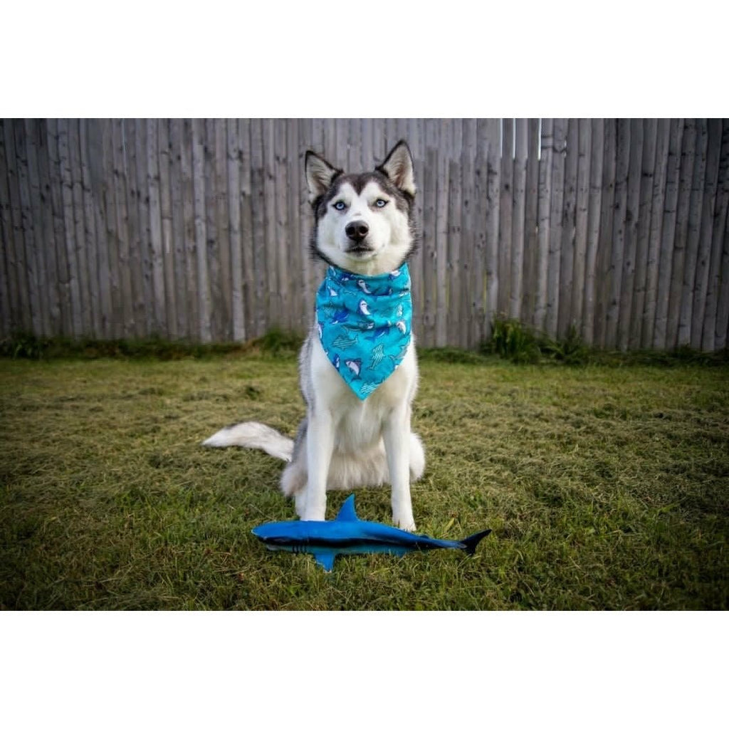 Shark Bandanna - Jersey Border Collars