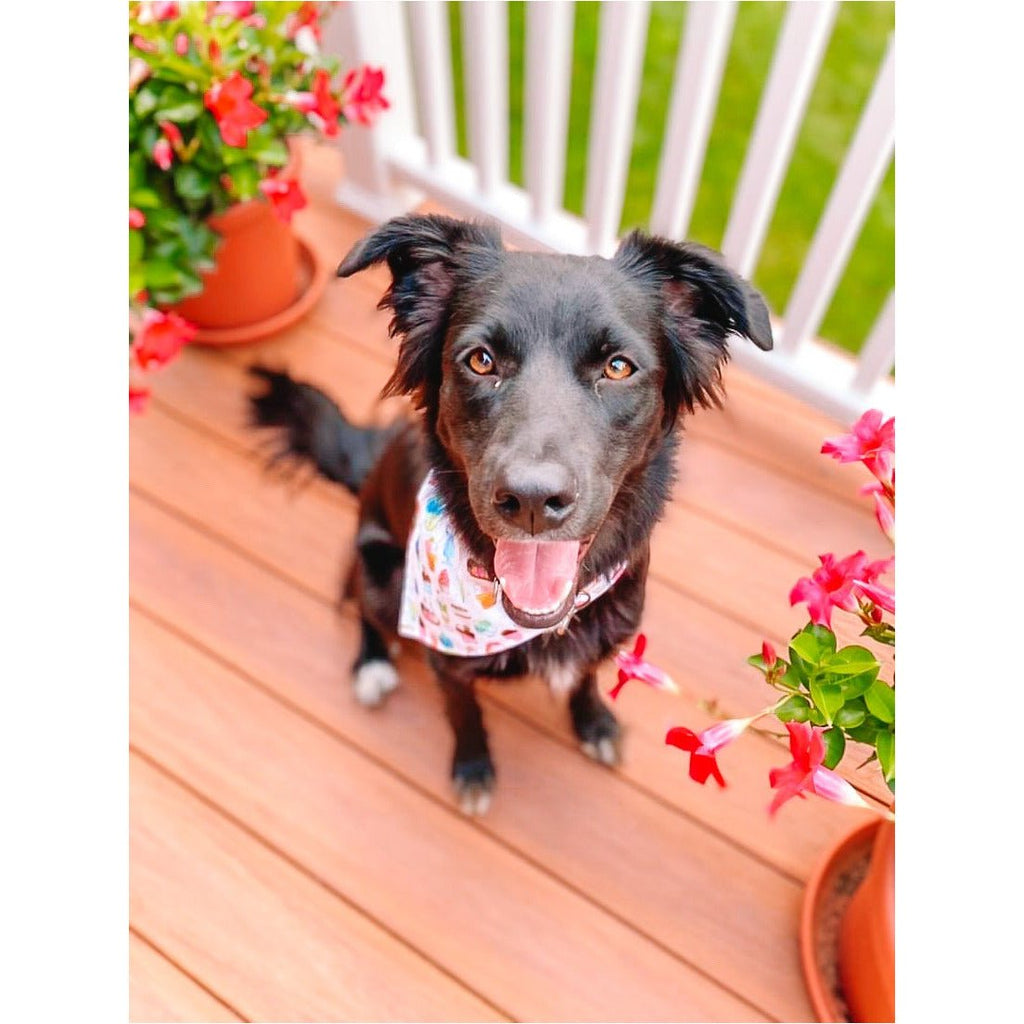 We All Scream for Ice - cream Bandana - Jersey Border Collars