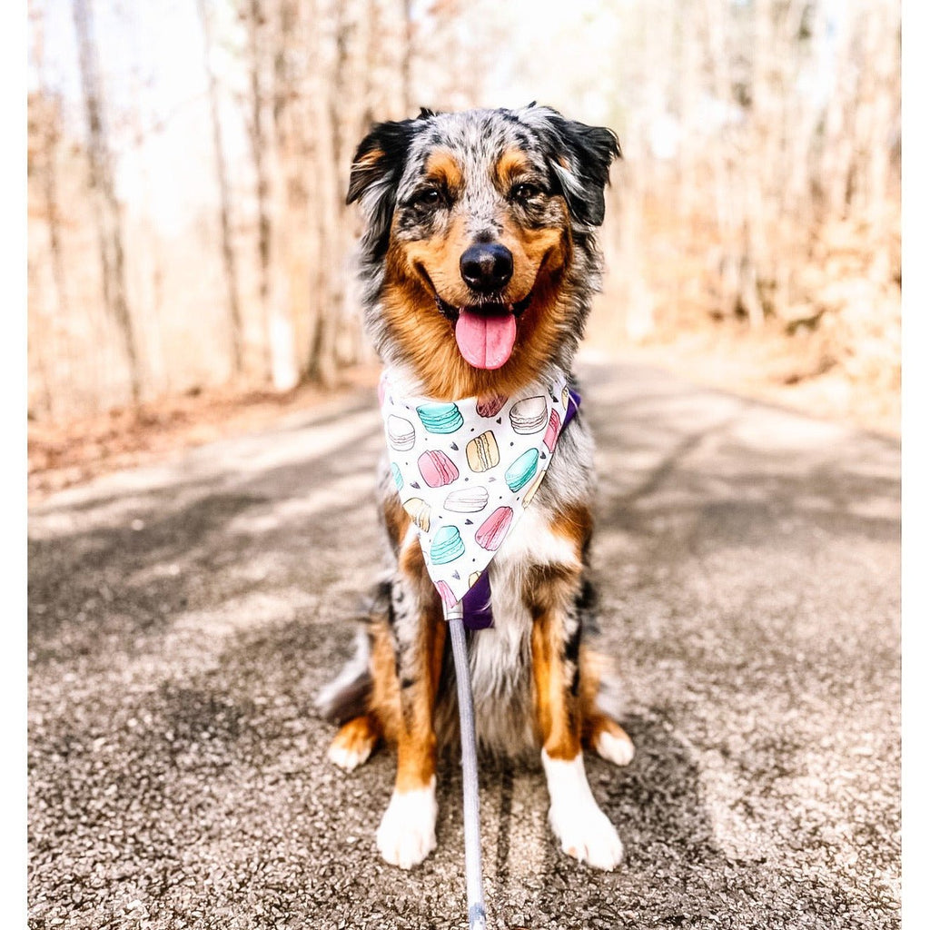 Macaroons / Growing Heart Tree Bandana - Reversible - Jersey Border Collars