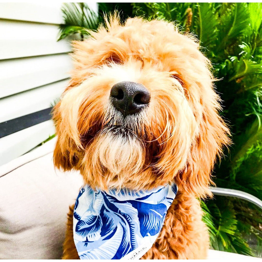 Jungle Blues Bandana - Jersey Border Collars