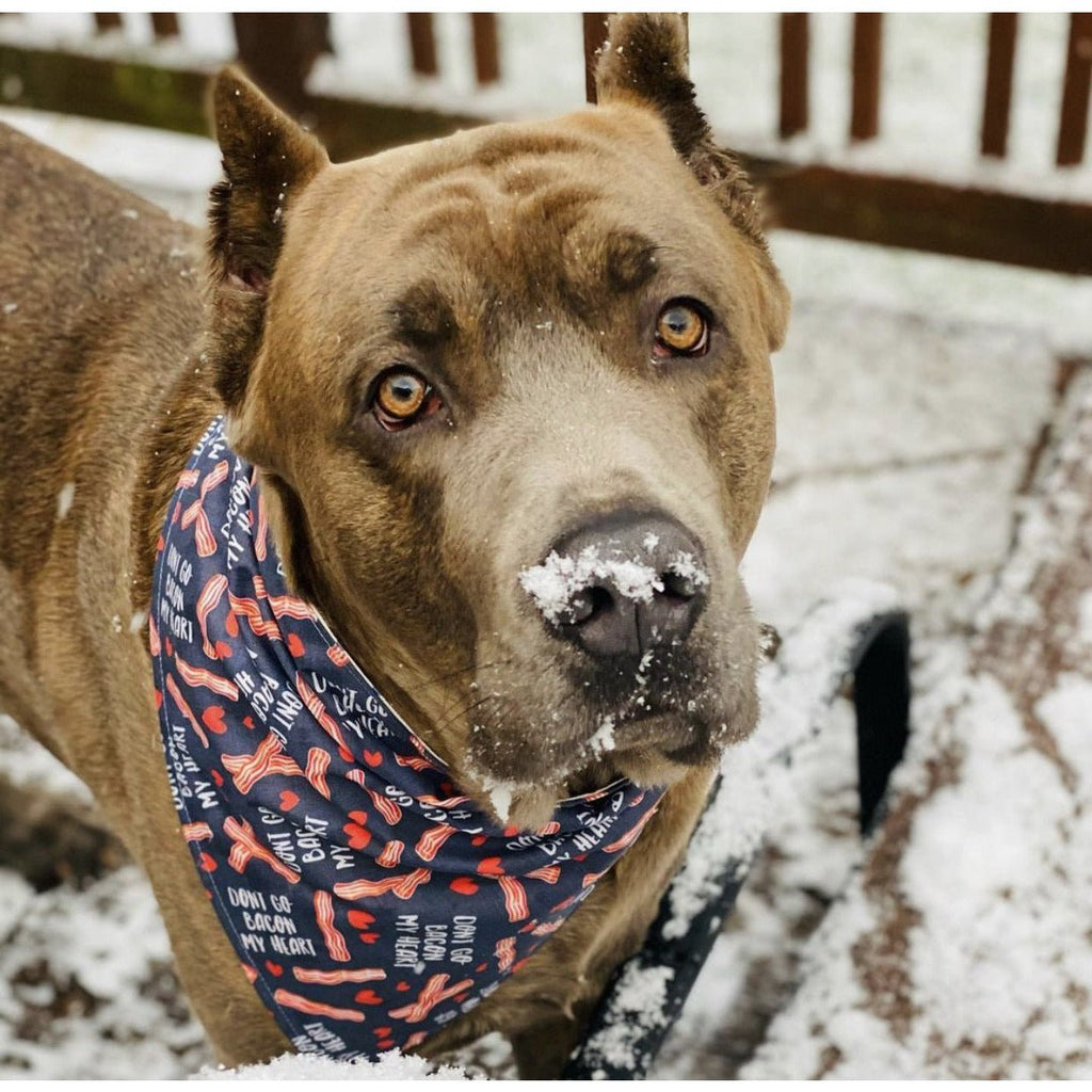 Don't Go Bacon My Heart / White XOXO Bandana - Reversible - Jersey Border Collars