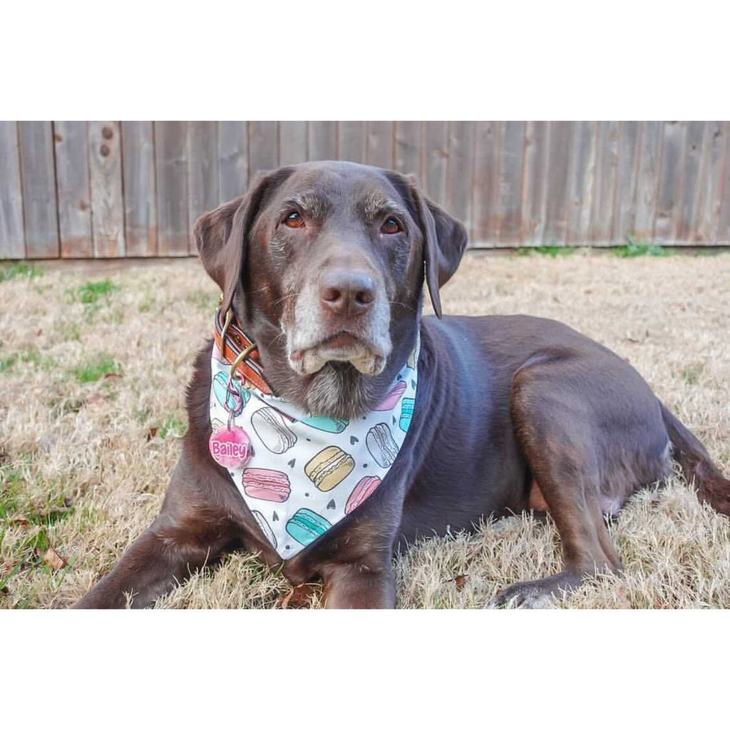 Macaroons / Growing Heart Tree Bandana - Reversible - Jersey Border Collars