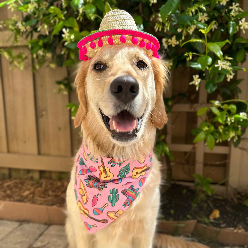 Pink Fiesta Bandana - Jersey Border Collars