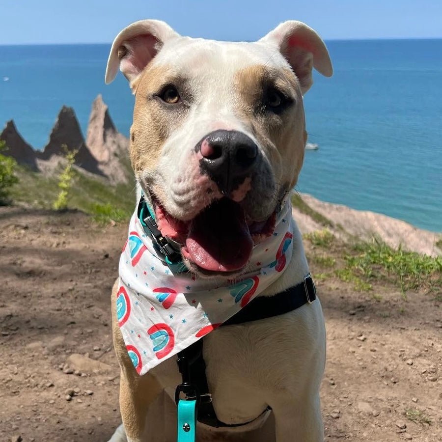 American Rainbow Bandana - Jersey Border Collars