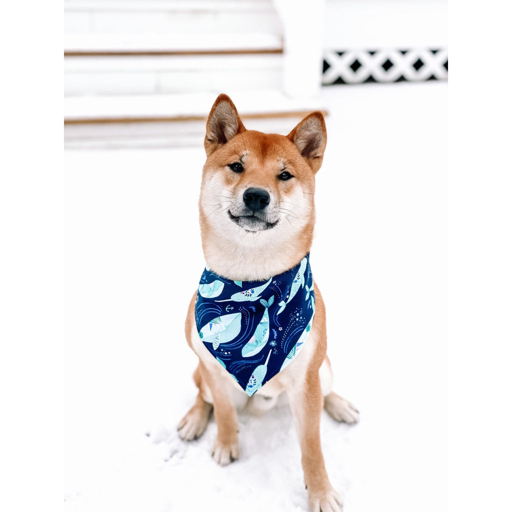 Blue Whale / Narwhal Bandana - Jersey Border Collars