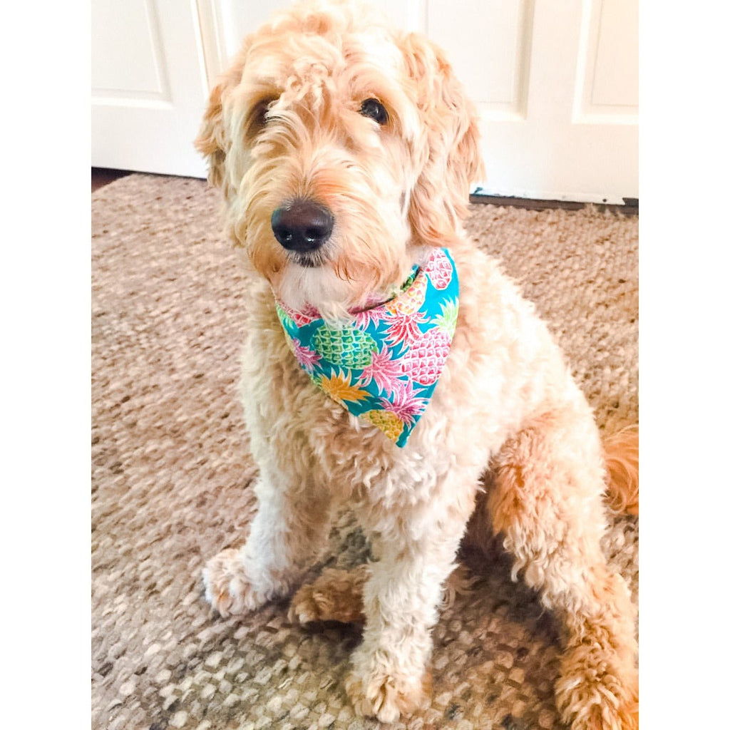 Pineapple Dog Bandanna - Jersey Border Collars